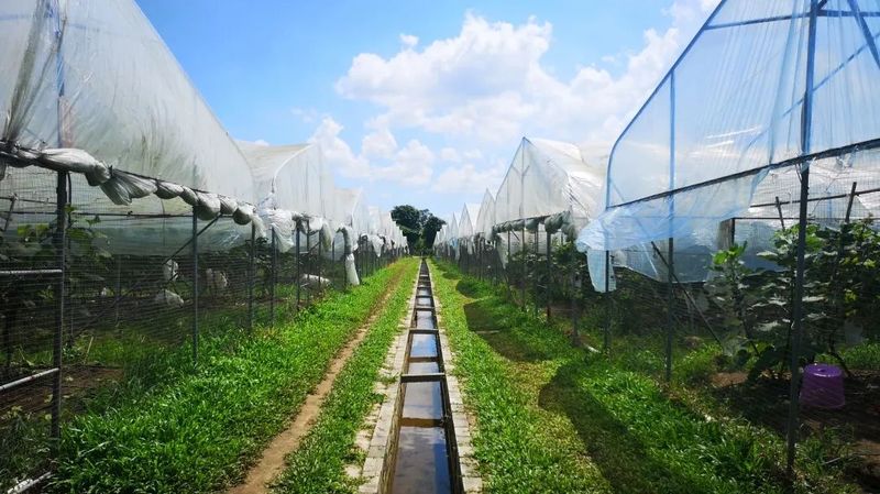 广东遂溪县金龟岭休闲农场(湛江市绿保现代农业发展有限公司) - 中研